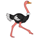 ostrich